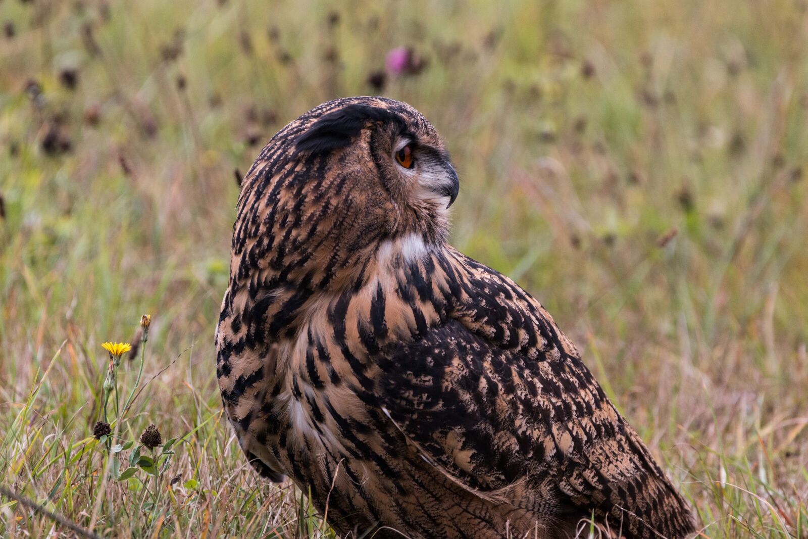 150-600mm F5-6.3 DG OS HSM | Contemporary 015 sample photo. Eagle owl, bubo bubo photography