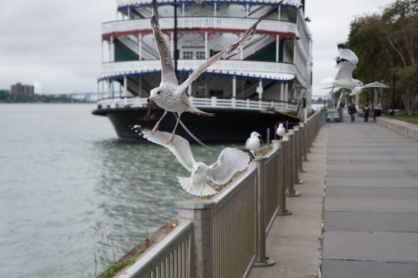 Sony a6000 + Sony E 18-55mm F3.5-5.6 OSS sample photo. Seagulls, river, water photography