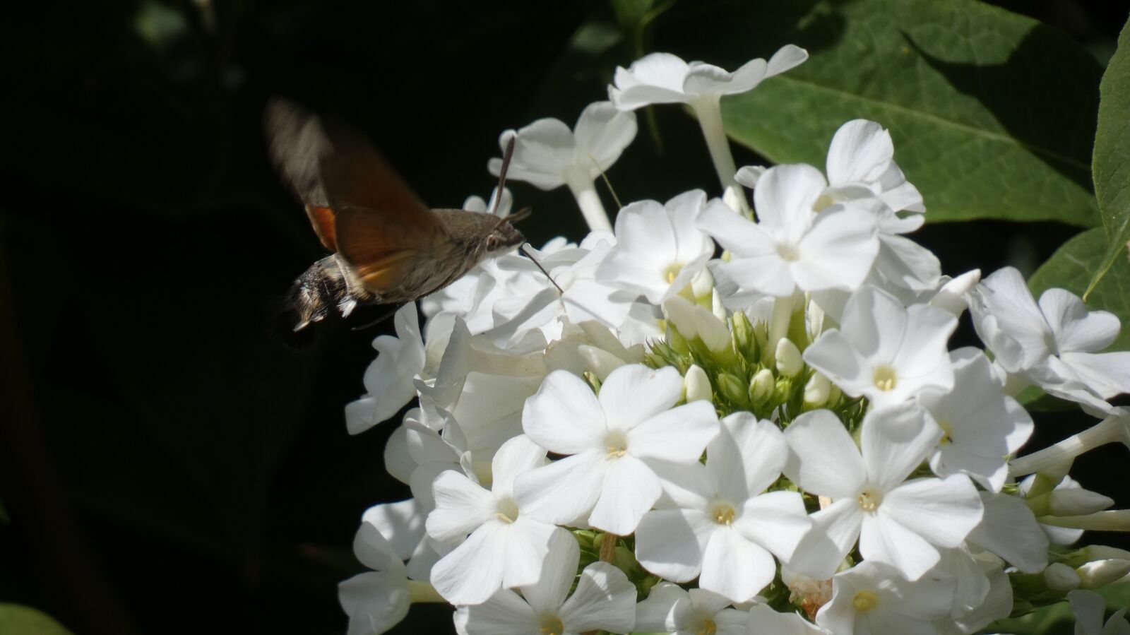 Panasonic DC-FZ83 sample photo. Hummingbird hawk-moth, butterfly, phlox photography