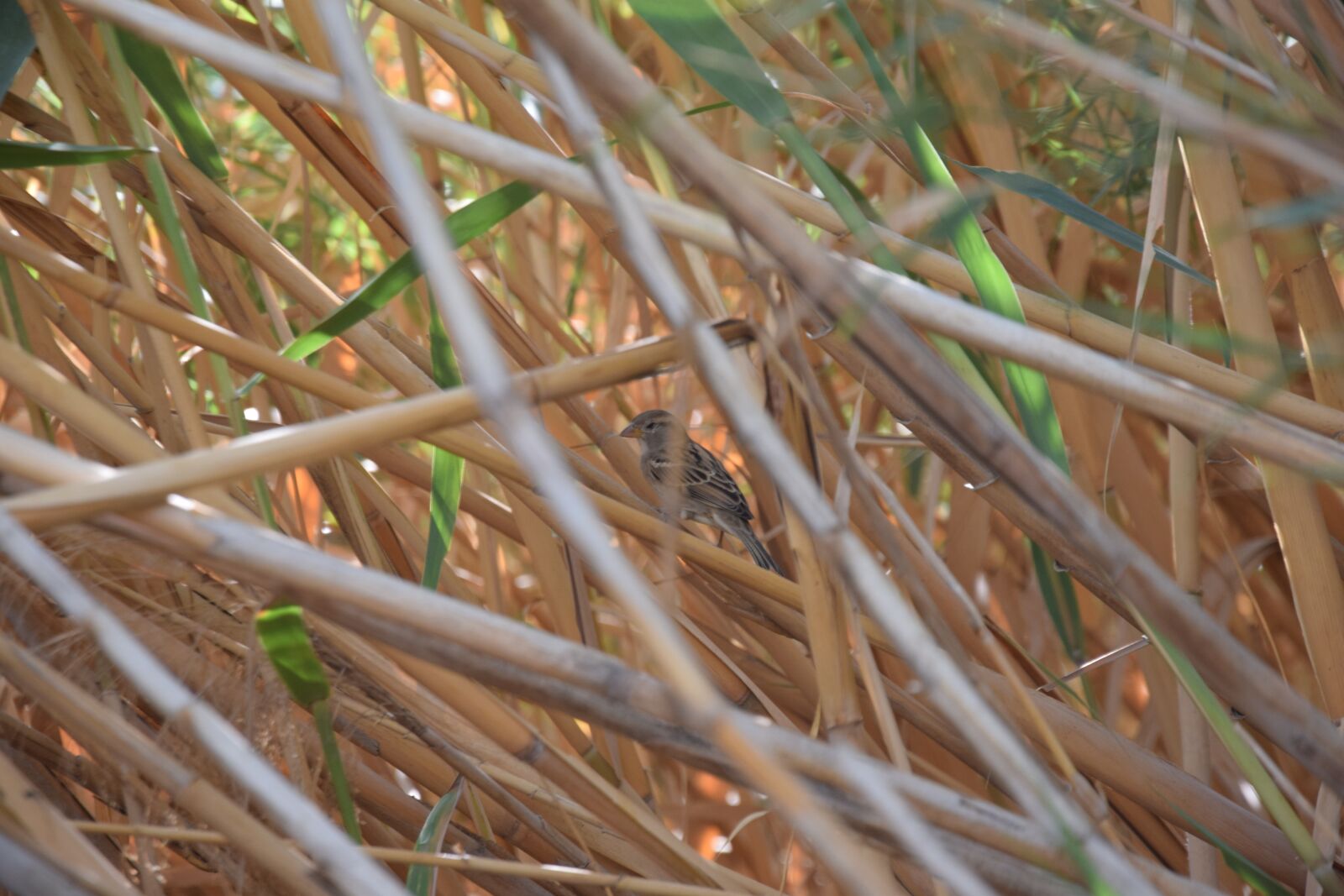 Nikon D3300 sample photo. Bird, nature, natural photography