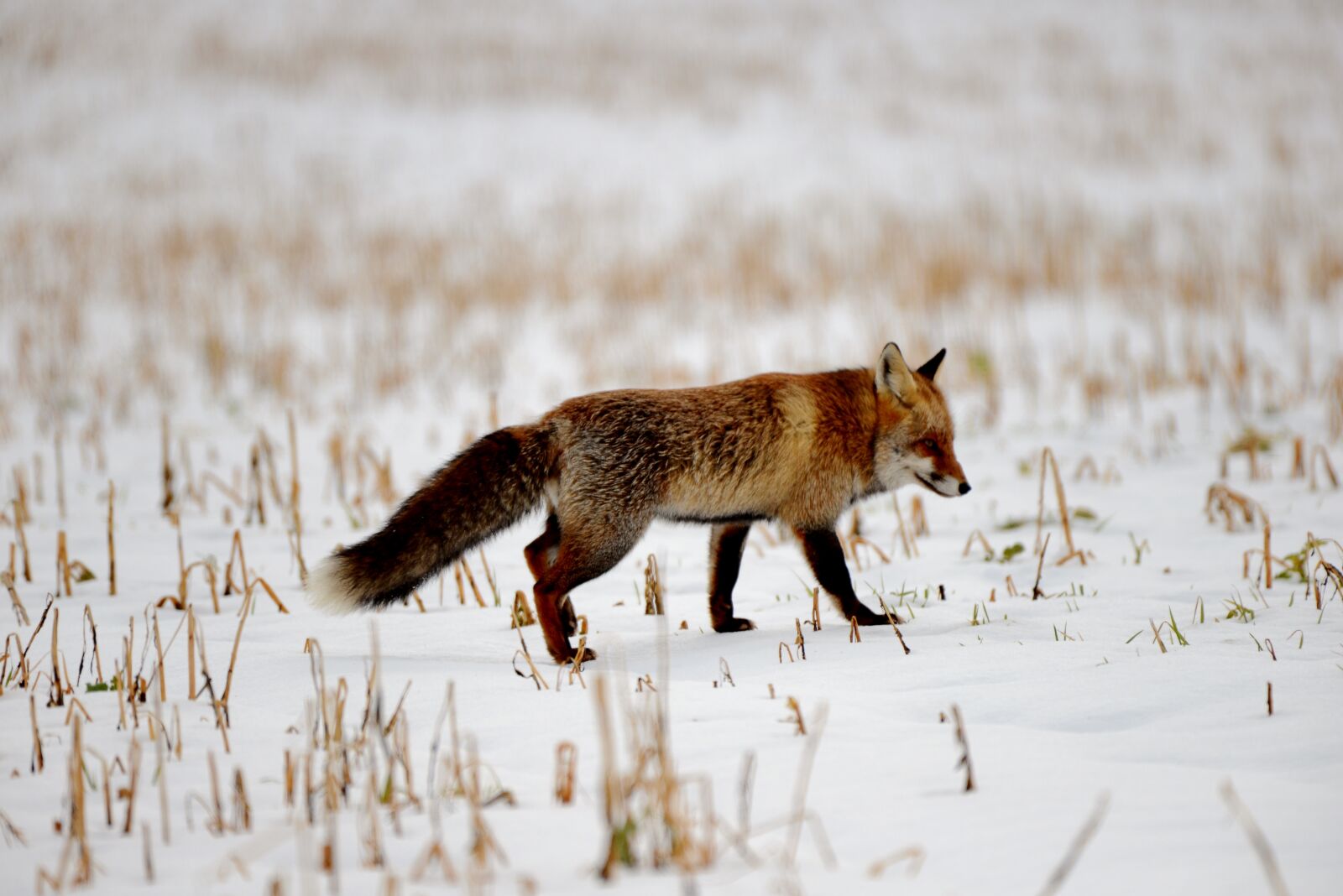 Nikon D600 sample photo. Fox, predator, mammal photography