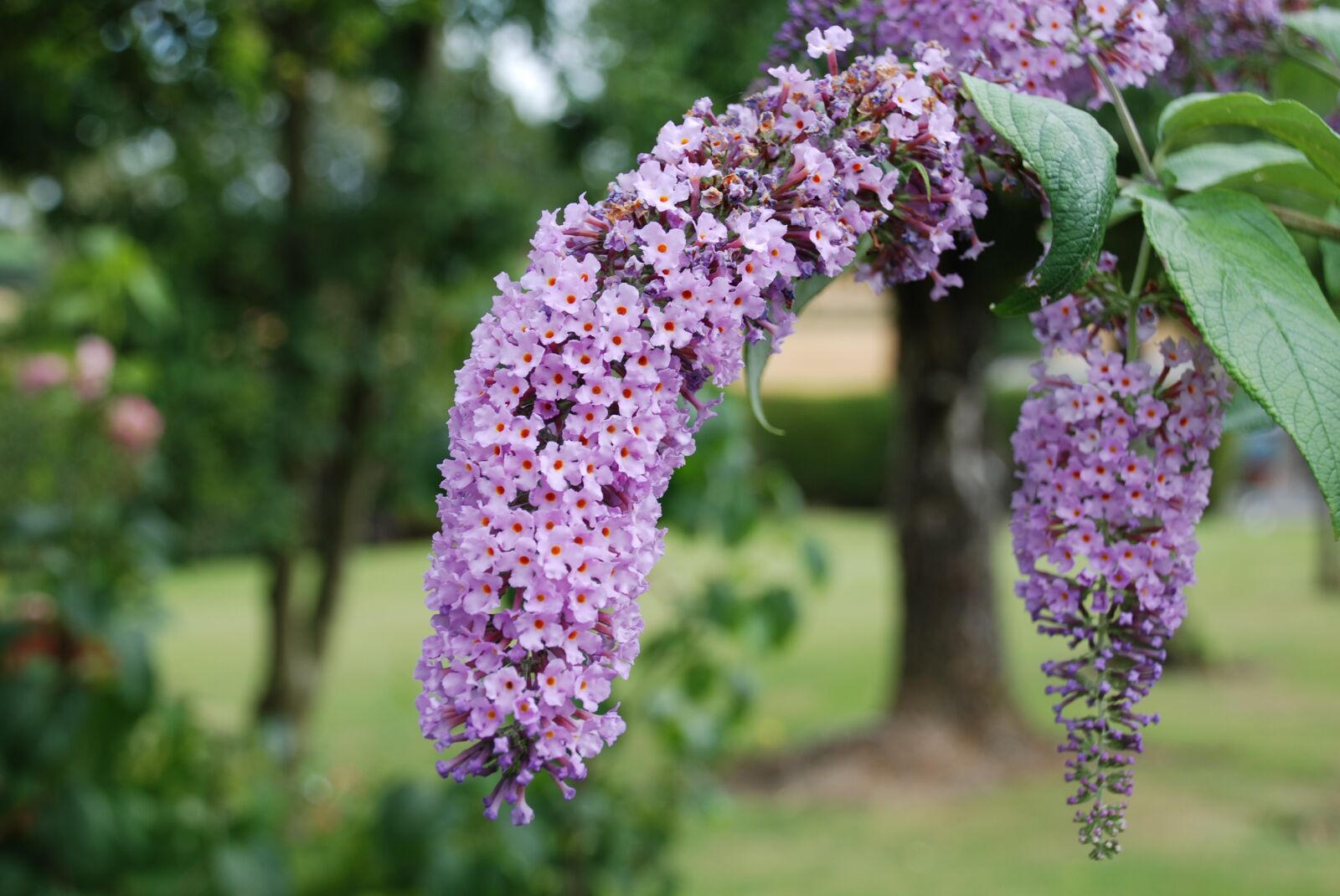 Nikon D80 sample photo. Purple, ireland summer time photography