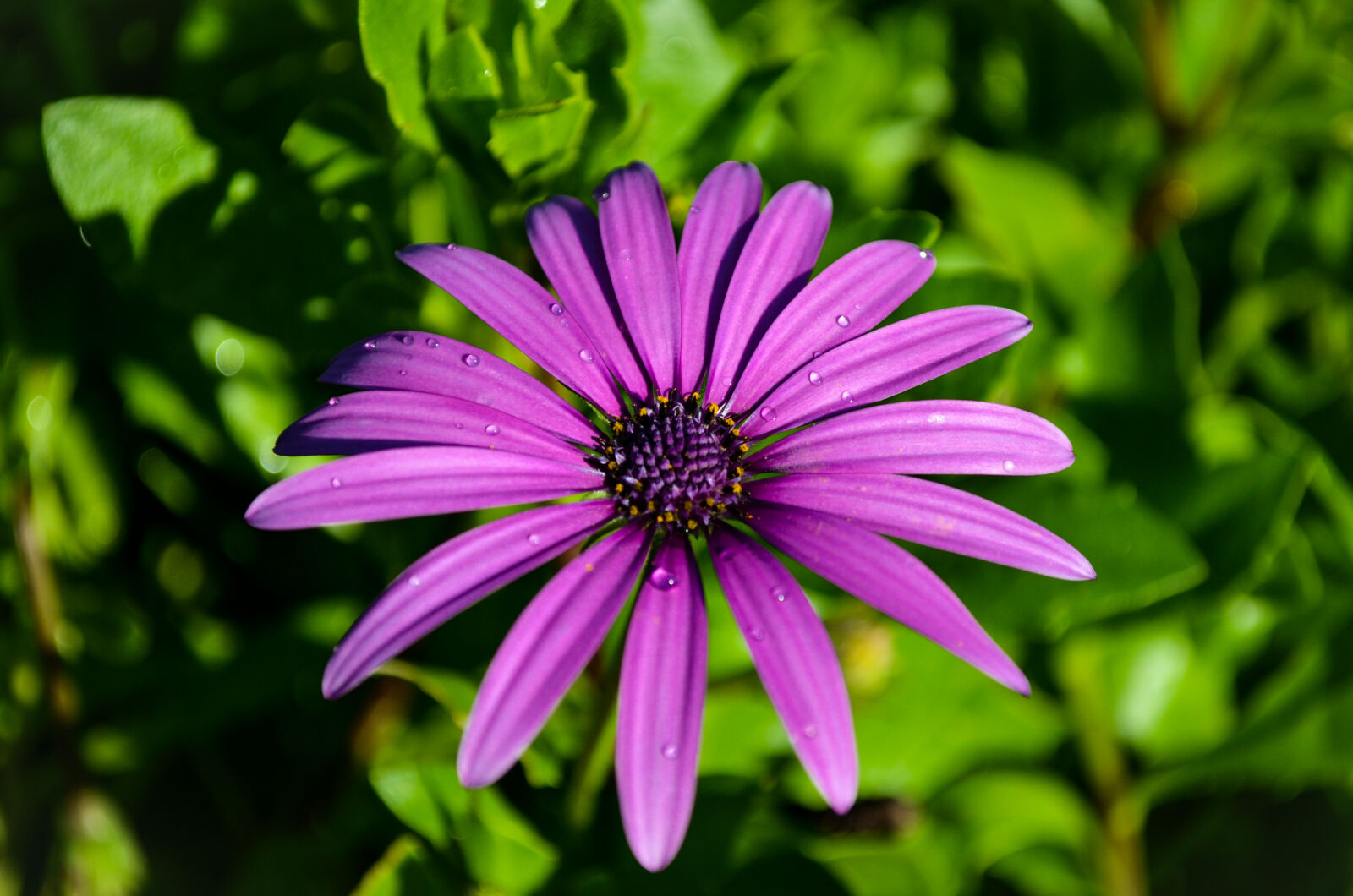 Nikon AF-S DX Nikkor 18-55mm F3.5-5.6G VR sample photo. Purple flower in garden photography