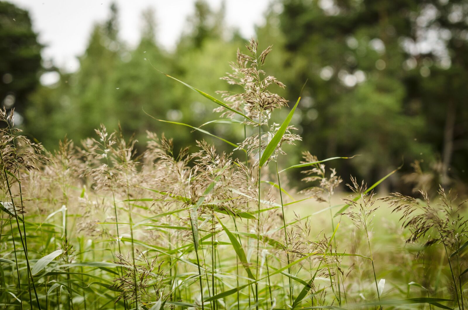 Nikon D7000 sample photo. Reed, wetland, grass photography