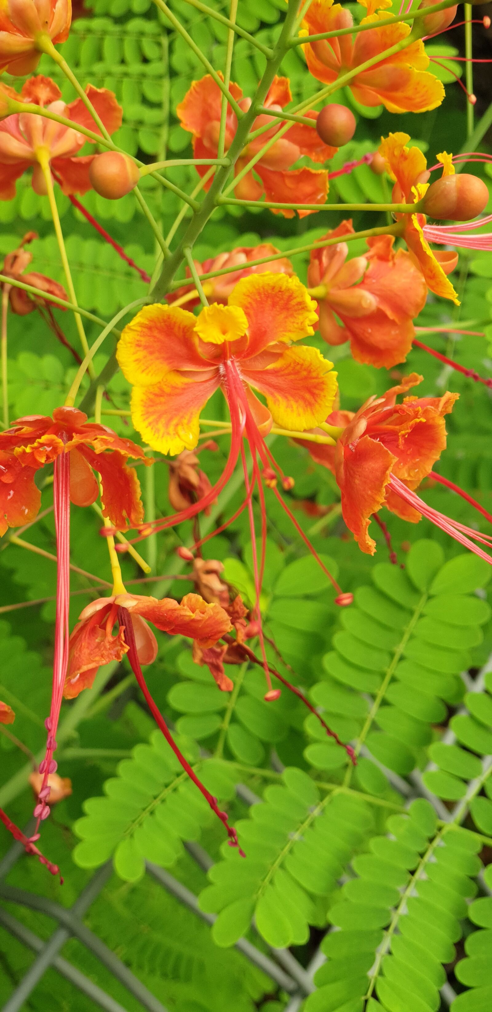Samsung Galaxy Note9 sample photo. Orange, yellow, flower photography
