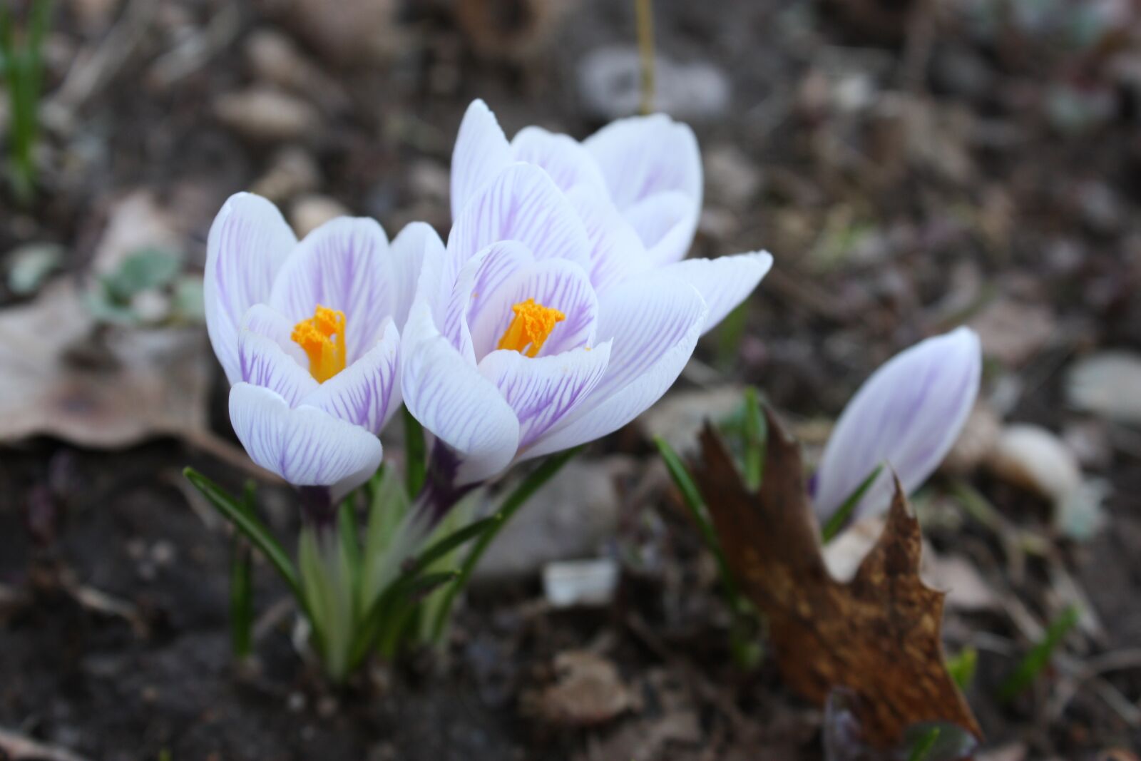 Canon EOS 450D (EOS Rebel XSi / EOS Kiss X2) sample photo. Flowers, crocuses, spring photography
