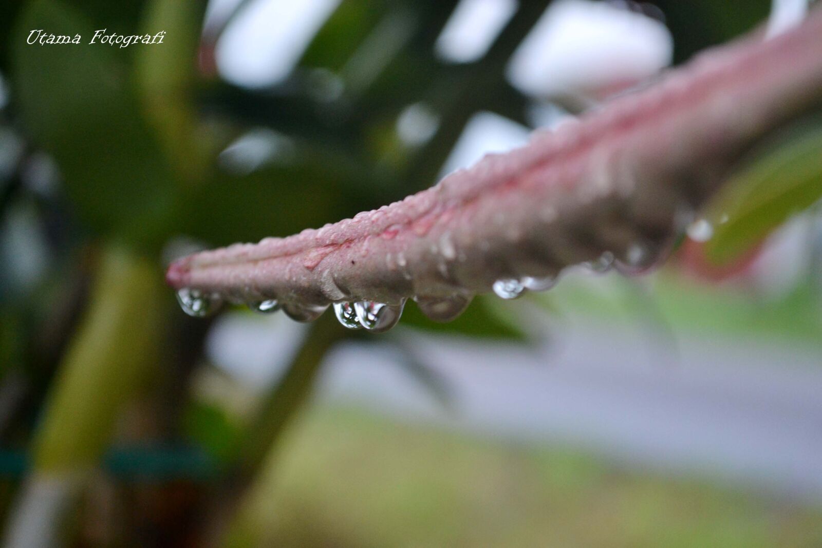Nikon D3100 sample photo