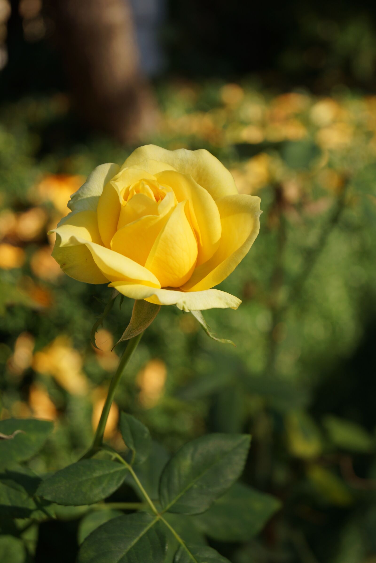 Sony SLT-A65 (SLT-A65V) + Sony DT 18-55mm F3.5-5.6 SAM sample photo. Rose, yellow, flower photography
