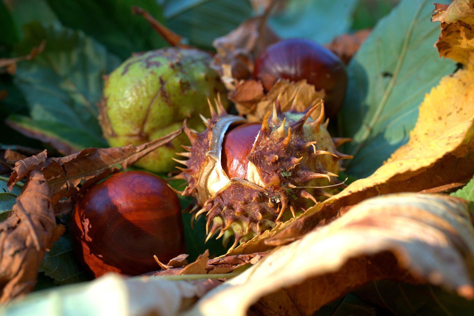 Sony FE 50mm F2.8 Macro sample photo. Autumn, chestnut, leaf photography