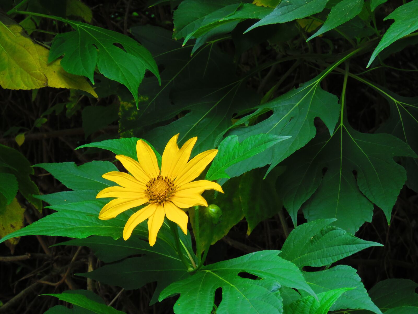 Canon PowerShot SX60 HS sample photo. Nature, sunflower bush, flower photography