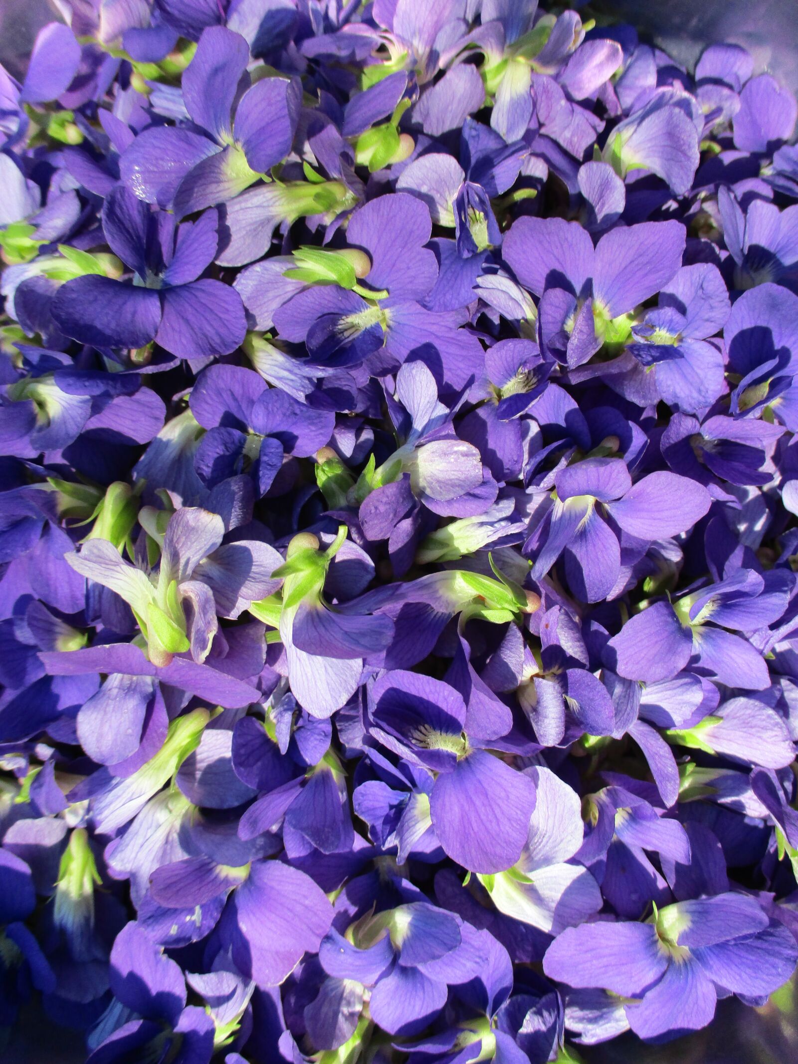 Canon PowerShot ELPH 180 (IXUS 175 / IXY 180) sample photo. Violets, wild violets, blue photography
