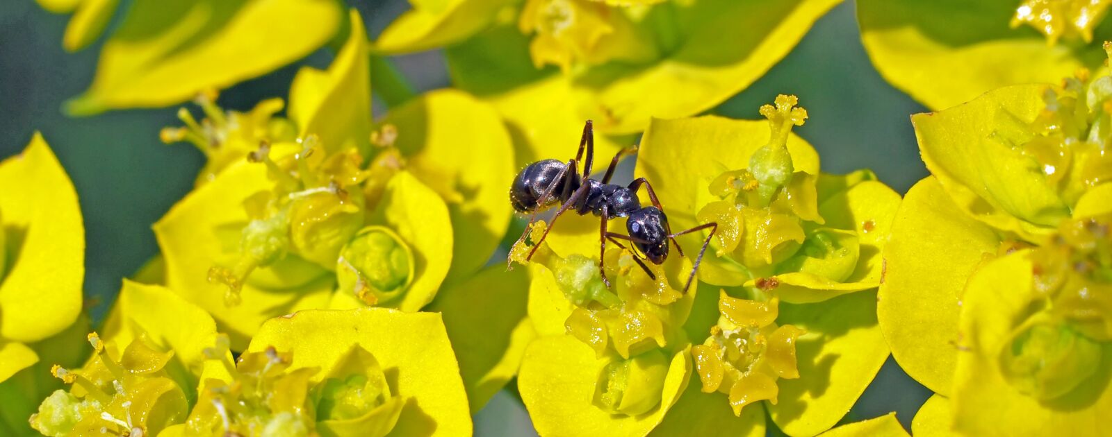 Olympus M.Zuiko Digital ED 60mm F2.8 Macro sample photo. Little black ant, cypress photography