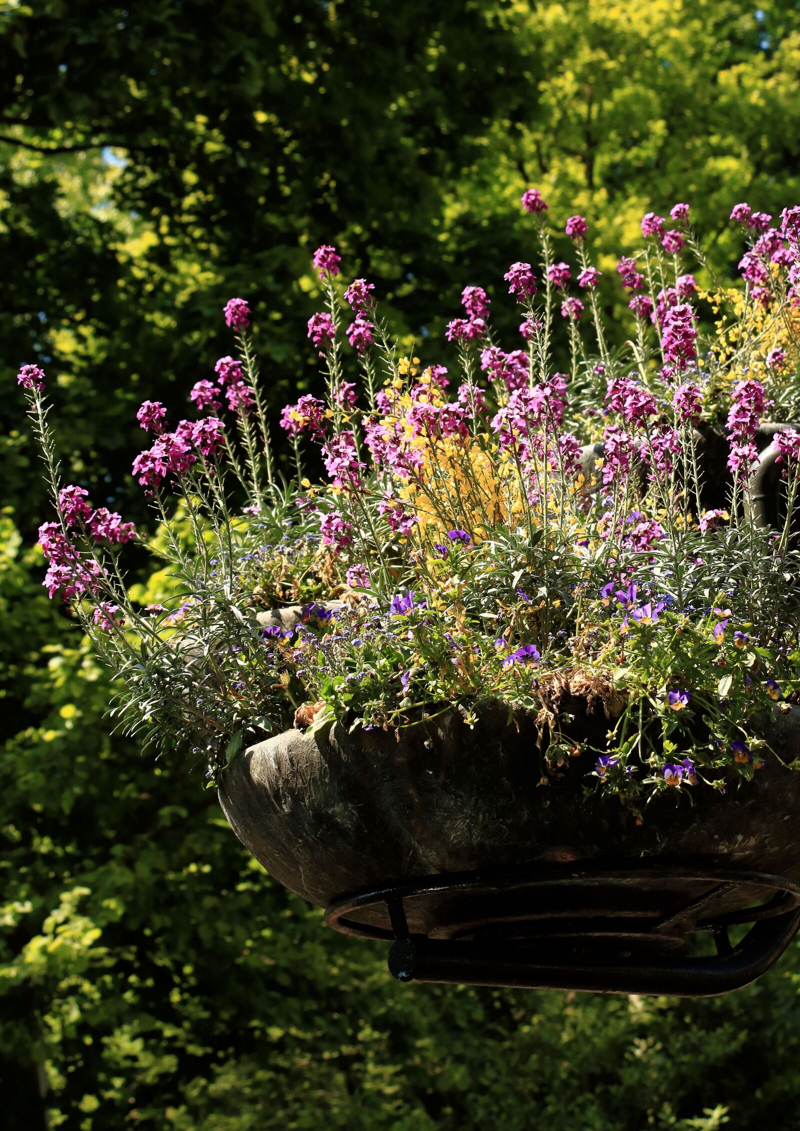 Canon EOS 750D (EOS Rebel T6i / EOS Kiss X8i) sample photo. Garden, flowers, flower photography
