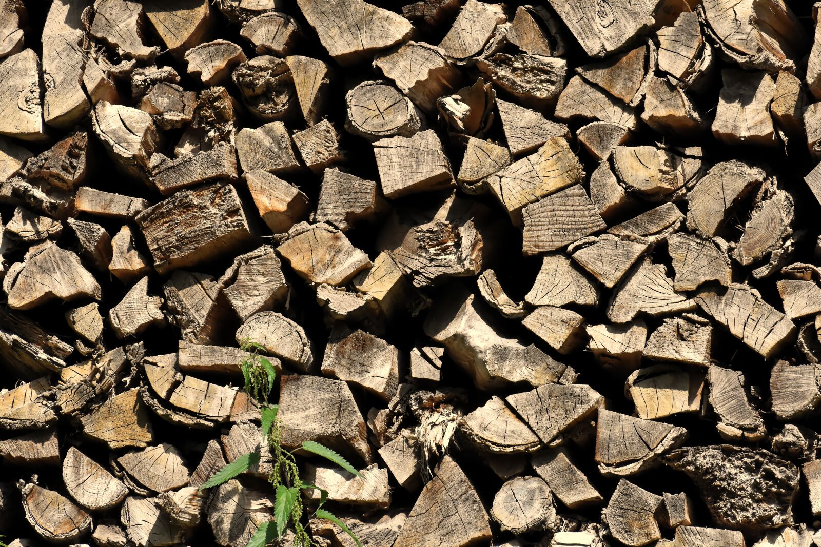 Nikon D7200 sample photo. Abstract, firewood, combs thread photography