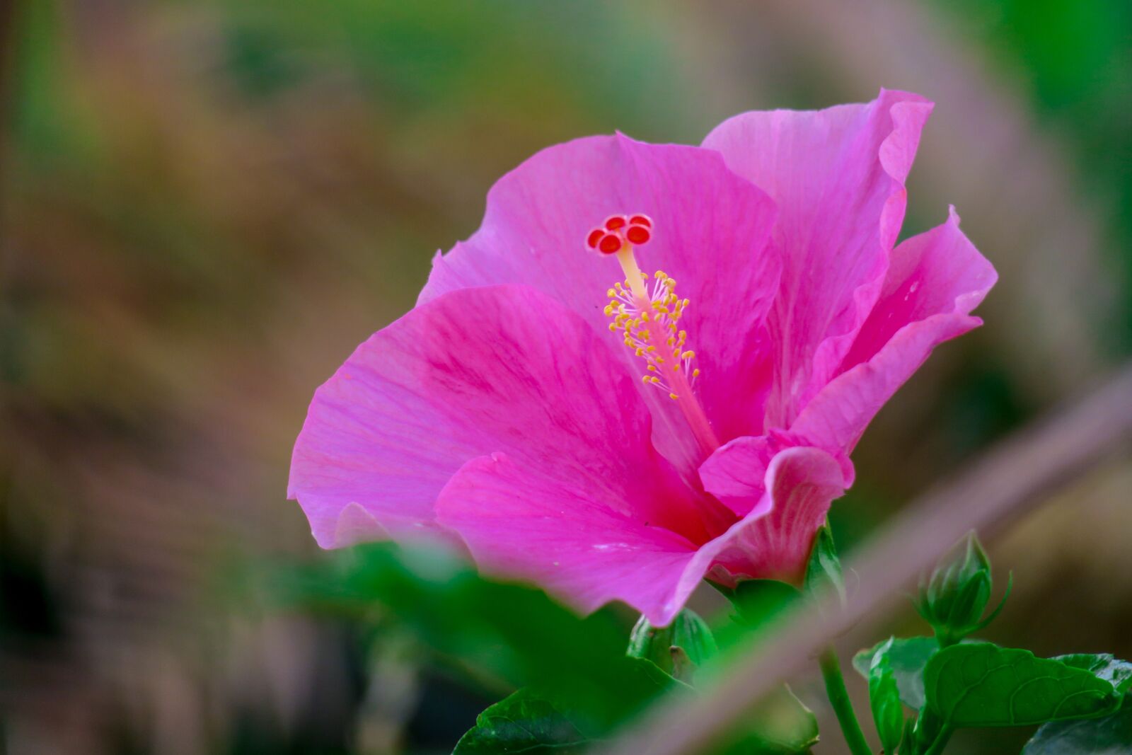 Canon PowerShot G3 X sample photo. Hong kong, hibiscus, plant photography