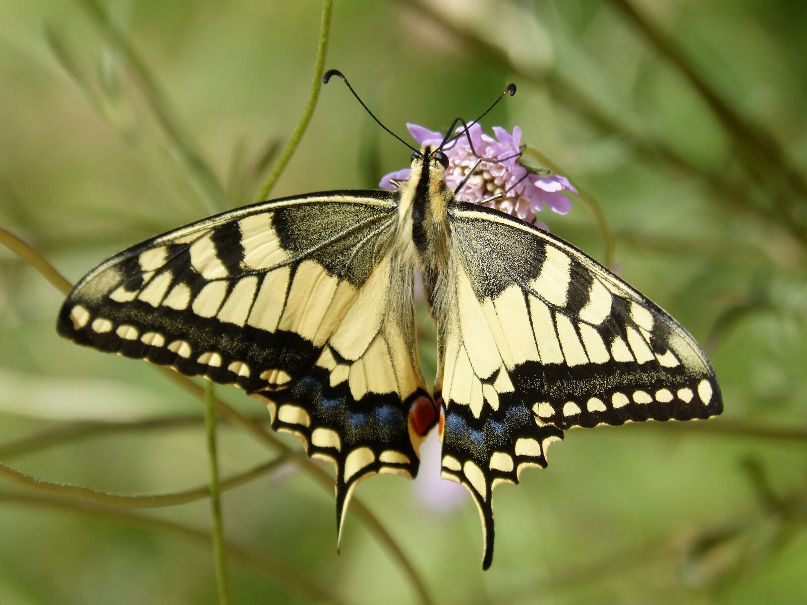 Panasonic DMC-FZ62 sample photo. Machaon, butterfly queen, papilio photography