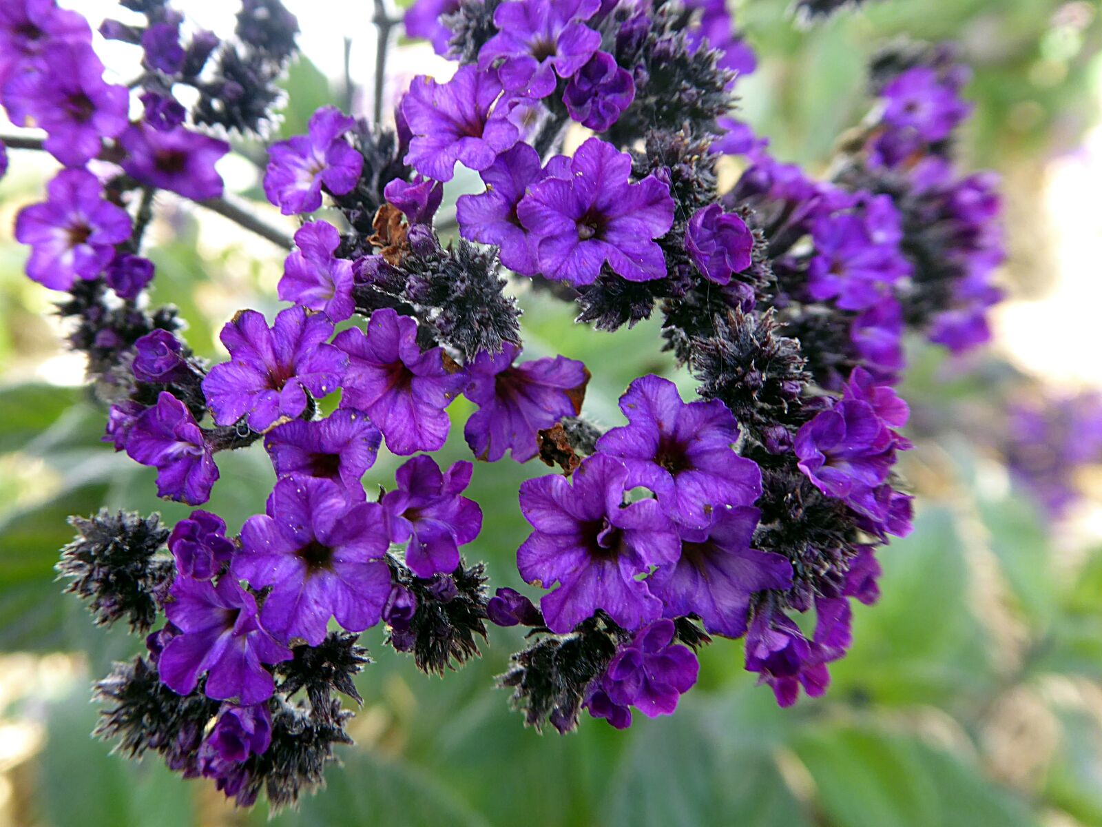 Panasonic Lumix DMC-ZS50 (Lumix DMC-TZ70) sample photo. Flower, heliotrope, violet photography
