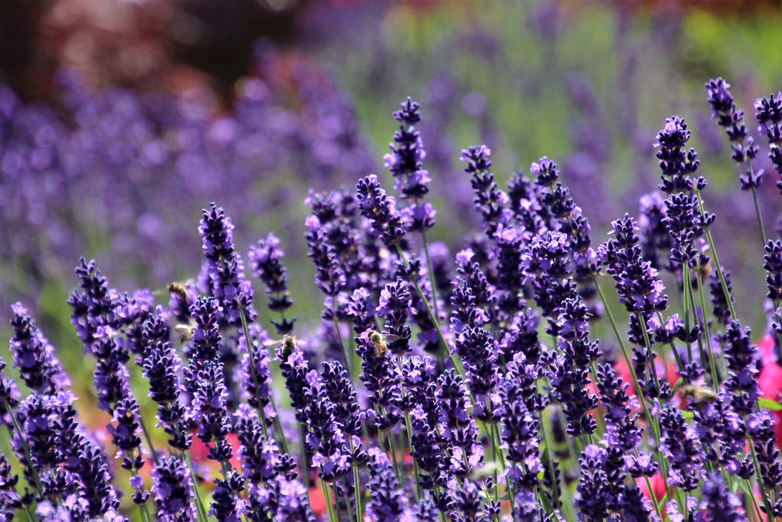 Canon EOS 80D sample photo. Lavender, the smell of photography