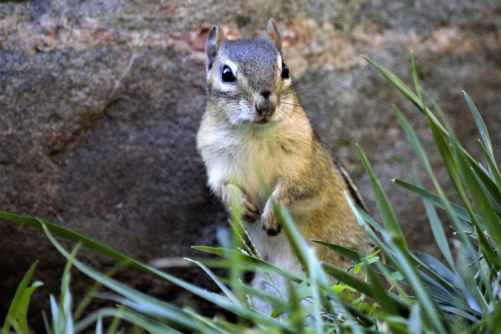 Nikon D7100 sample photo. Chipmunk, standing, staring photography
