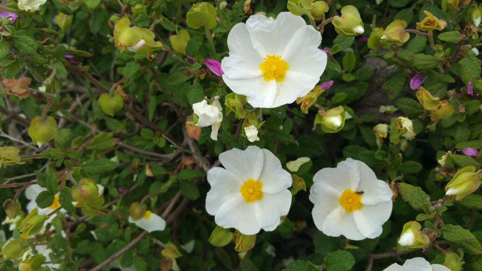 Samsung Galaxy Note4 sample photo. Flowers, green, garden photography