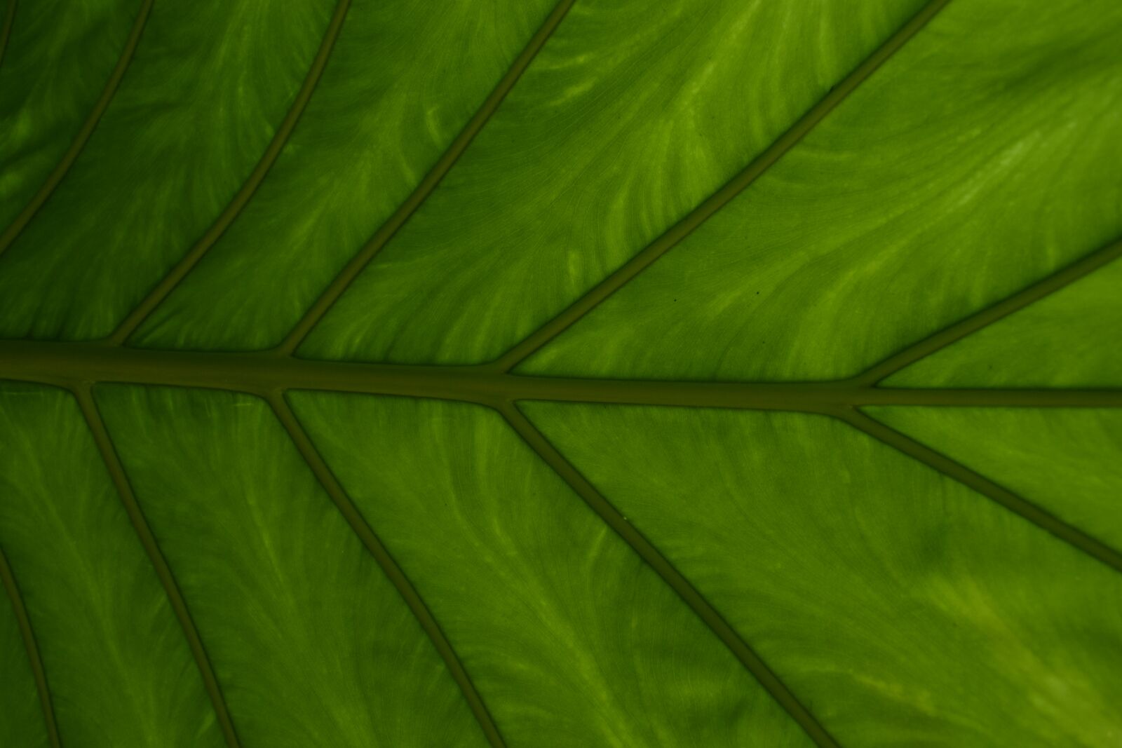 Nikon D3100 sample photo. Leaf, plant, growth photography