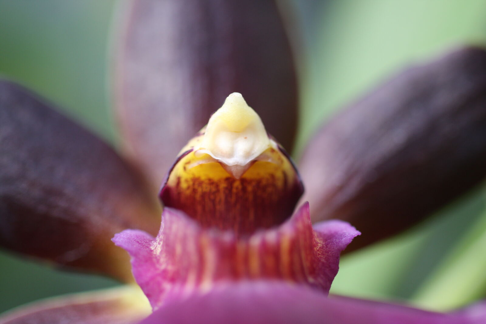 Sigma 50mm f/2.8 EX sample photo