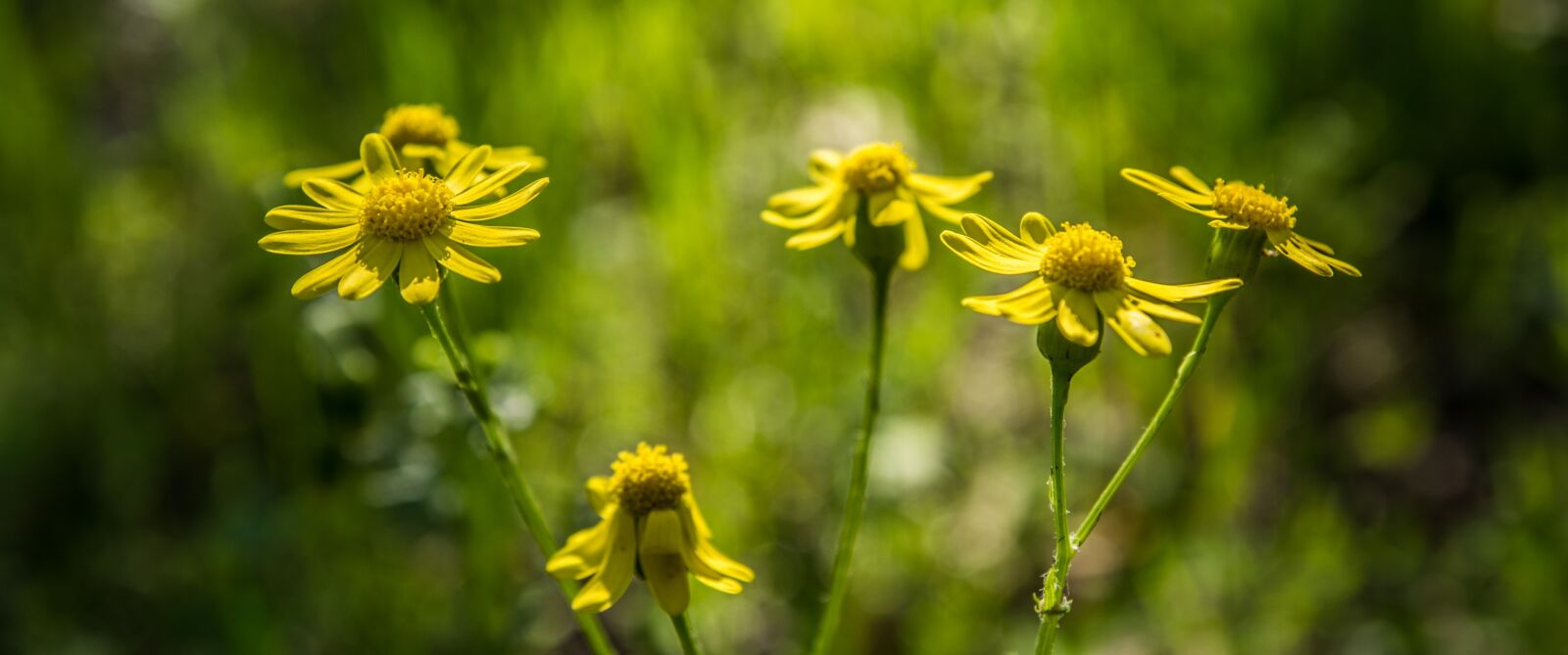 Nikon D7100 sample photo. Nature, flower, plant photography
