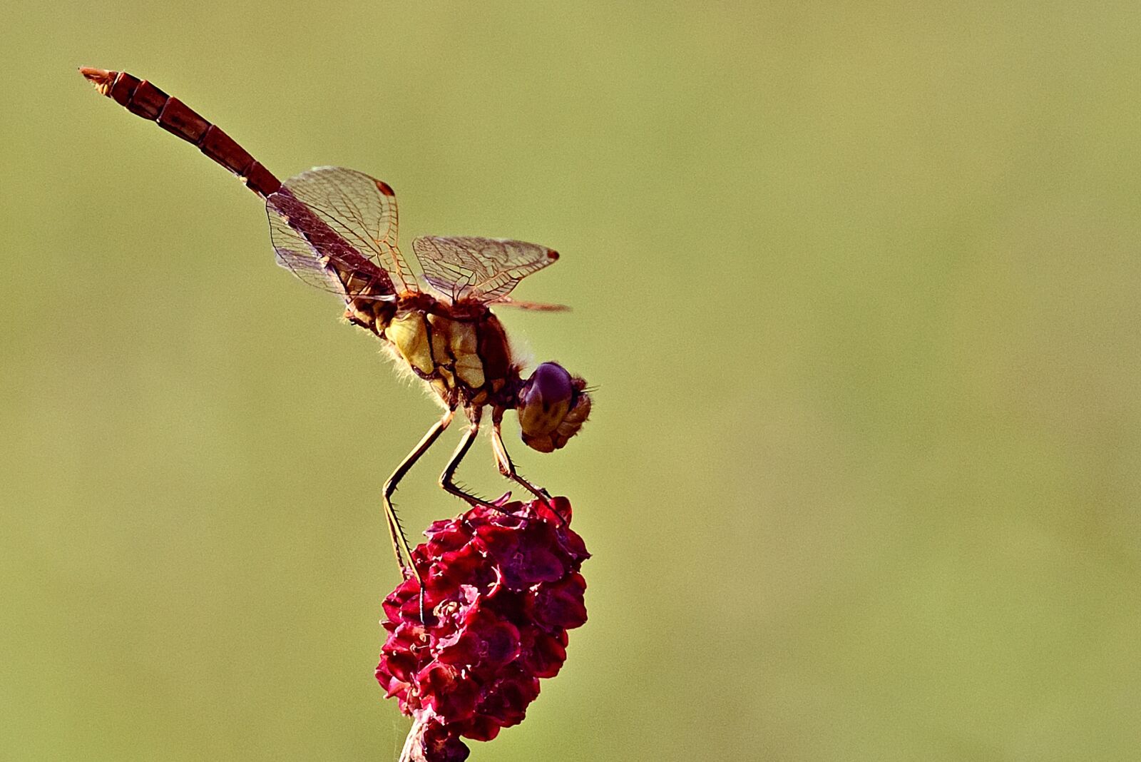 Nikon D5200 sample photo. Dragonfly, insect, bug photography