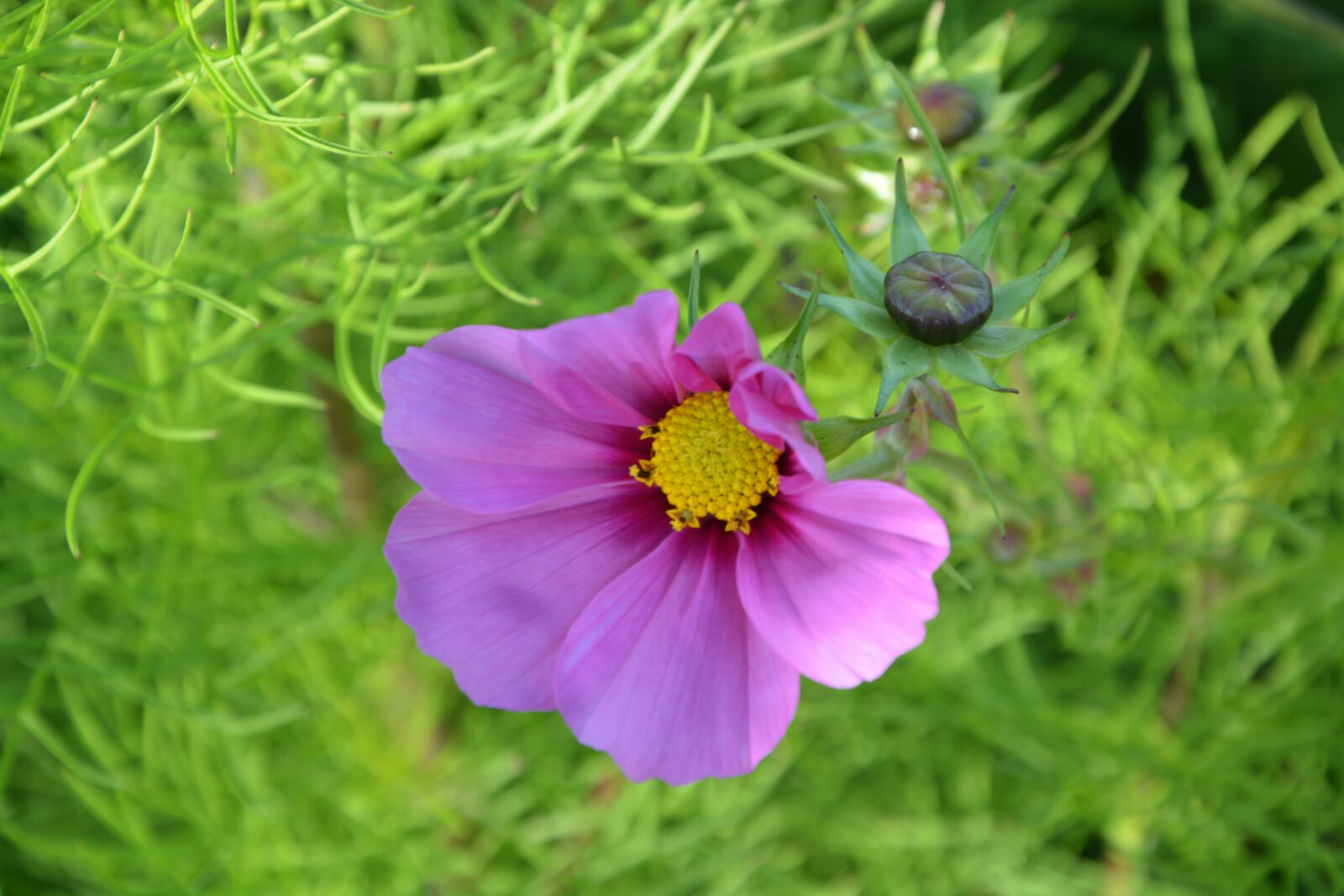 Nikon D5200 sample photo. Purple flower, button flower photography