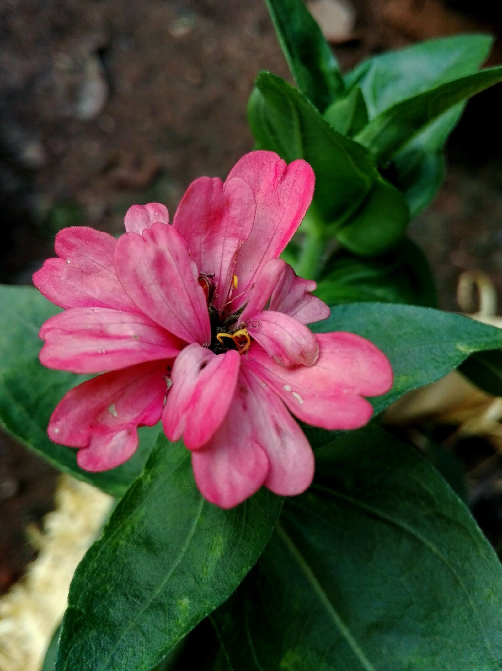 HUAWEI Y6II sample photo. Flower, nature, flora photography