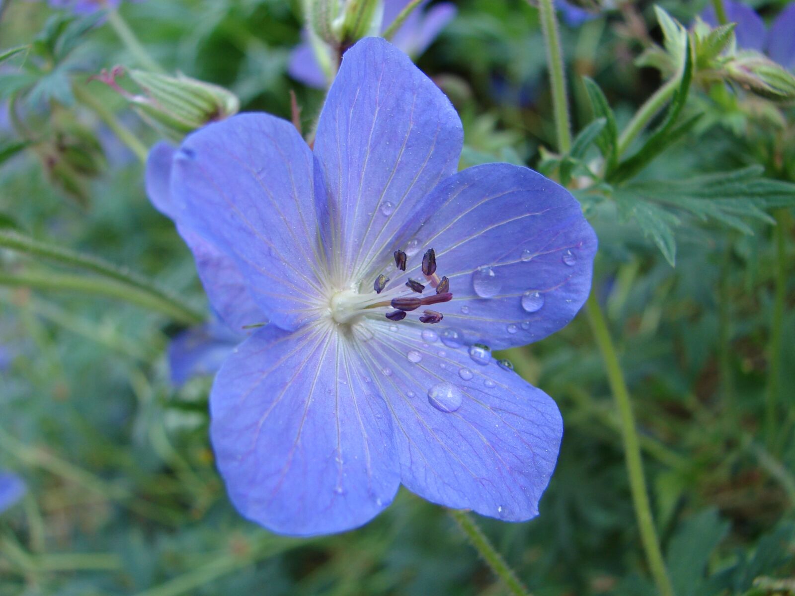 Sony DSC-H2 sample photo. Nature, flower, flora photography