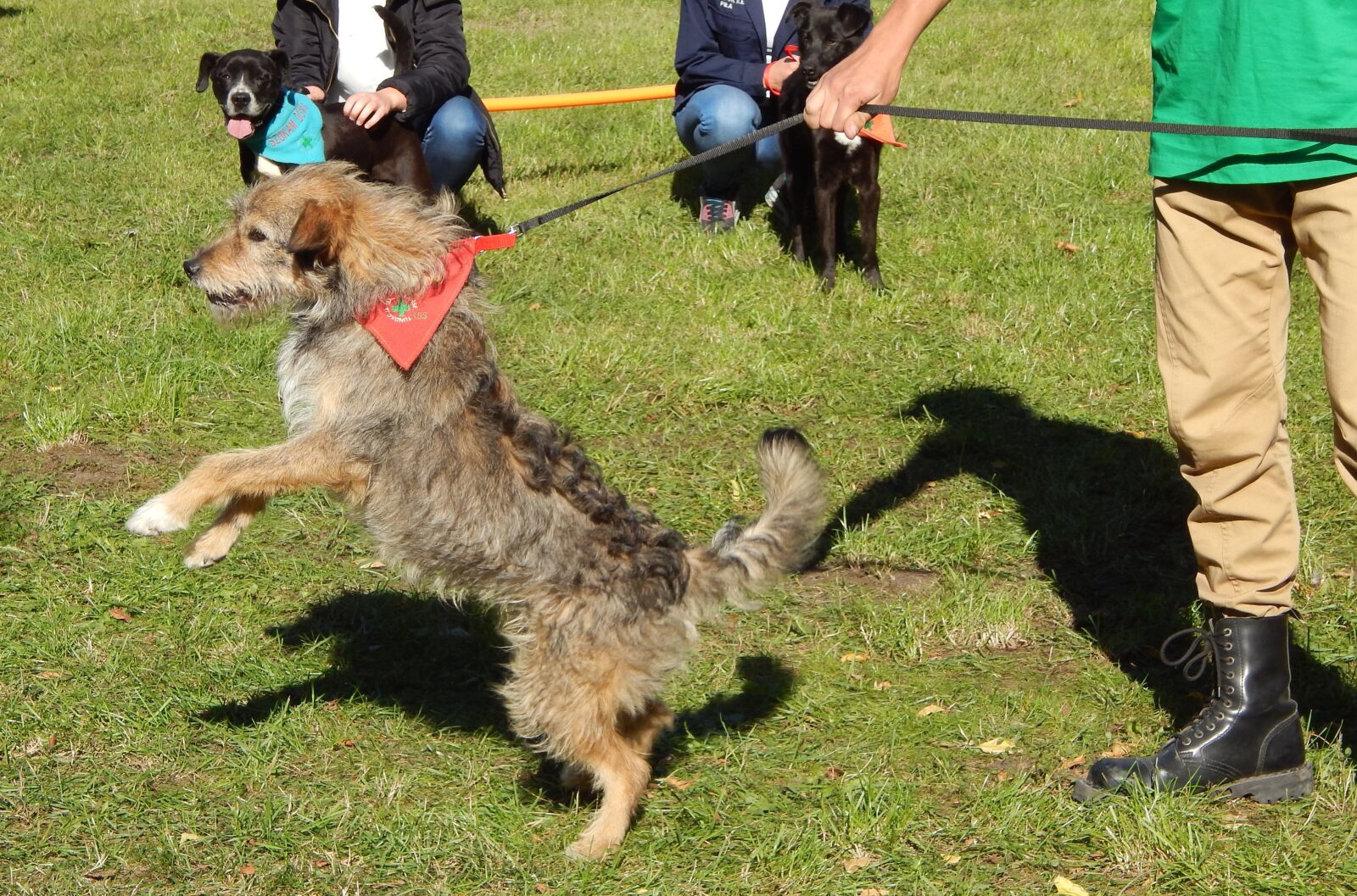 Nikon Coolpix L820 sample photo. Dog, show dogs, parade photography