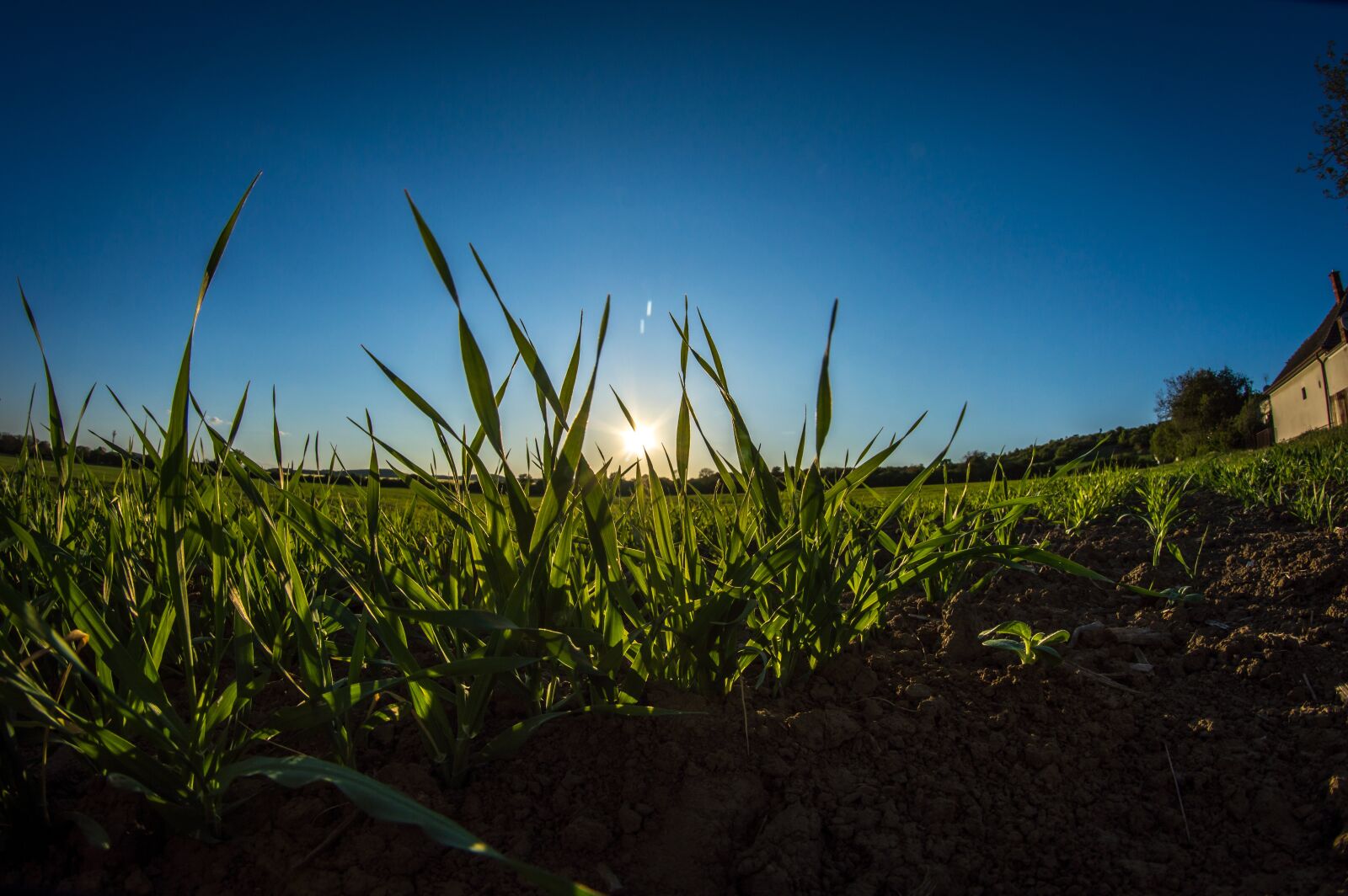 Nikon D3200 sample photo. Crops, sunset, field photography