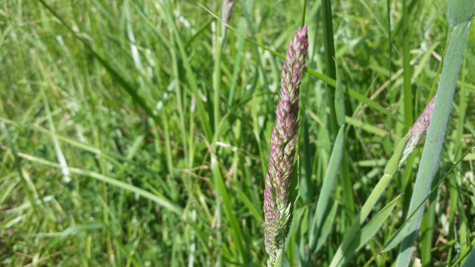 Samsung Galaxy S5 sample photo. Grass, red, seeds photography