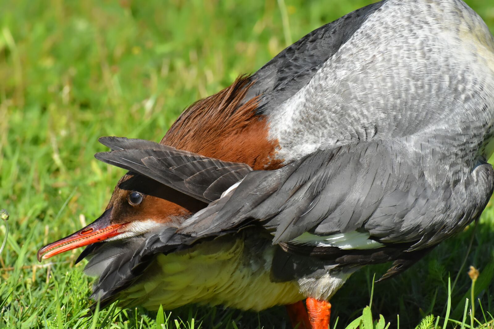 Nikon D7200 sample photo. Merganser, mergus merganser, duck photography