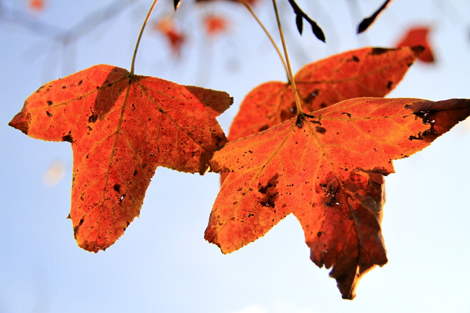 Canon EF-S 18-200mm F3.5-5.6 IS sample photo. Maple leaf, orange, xie photography