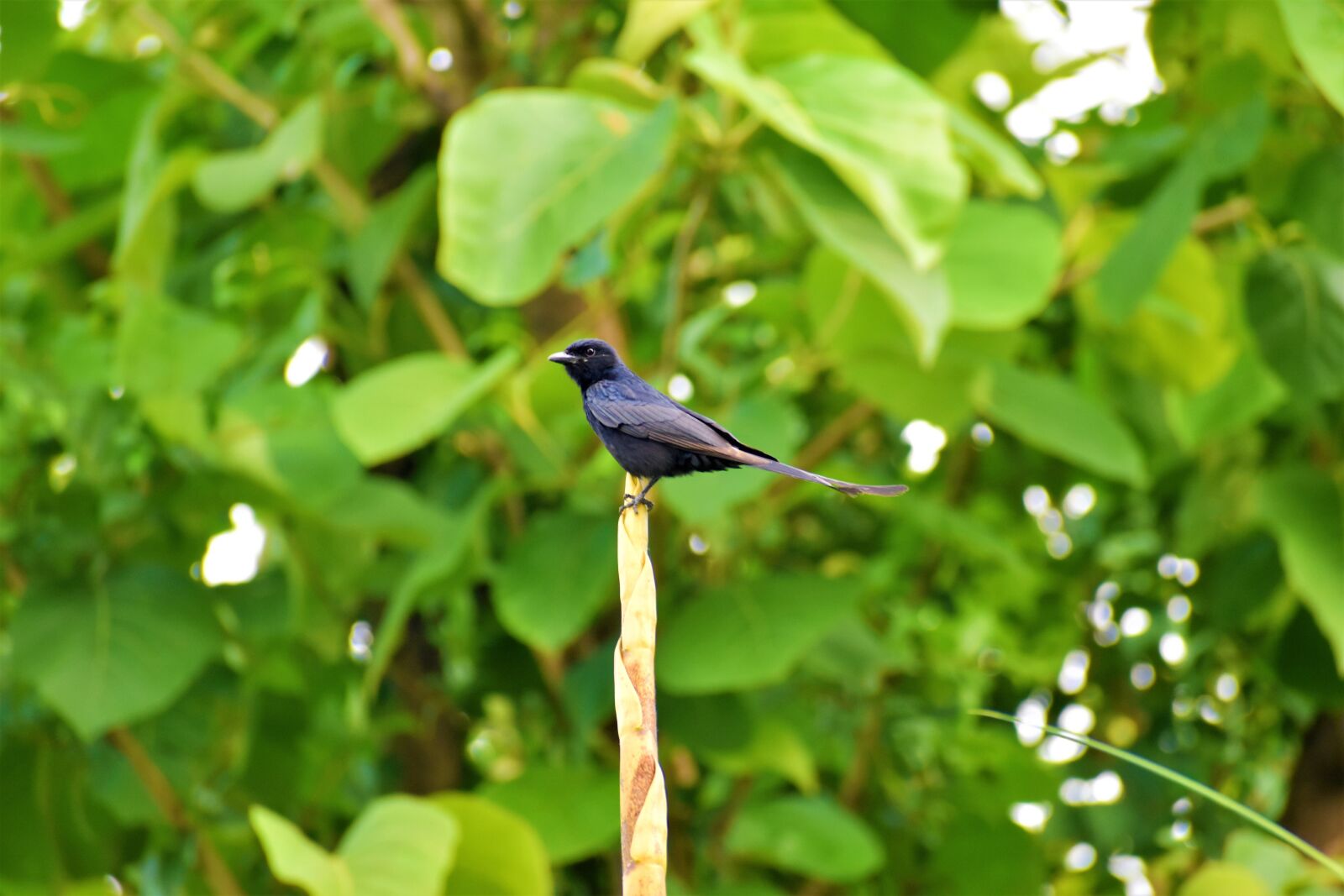 Nikon D5600 sample photo. Nature, drongo, bird photography