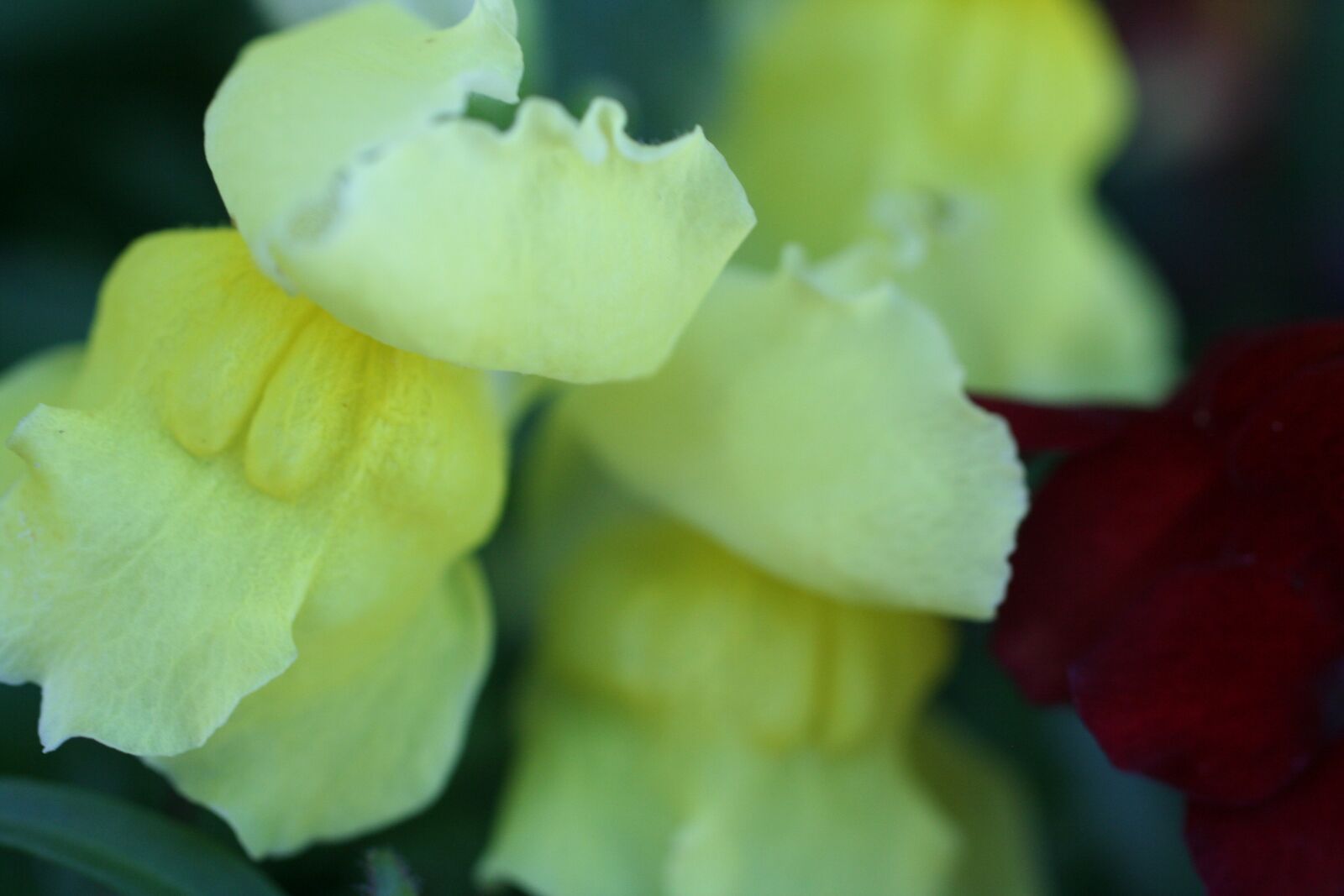 Canon EOS 350D (EOS Digital Rebel XT / EOS Kiss Digital N) sample photo. Yellow, annual, flower photography