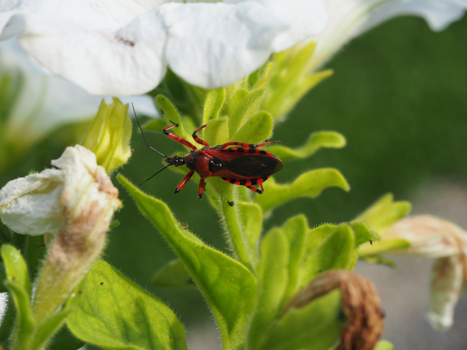 Olympus OM-D E-M10 sample photo. Beetle, red, black photography