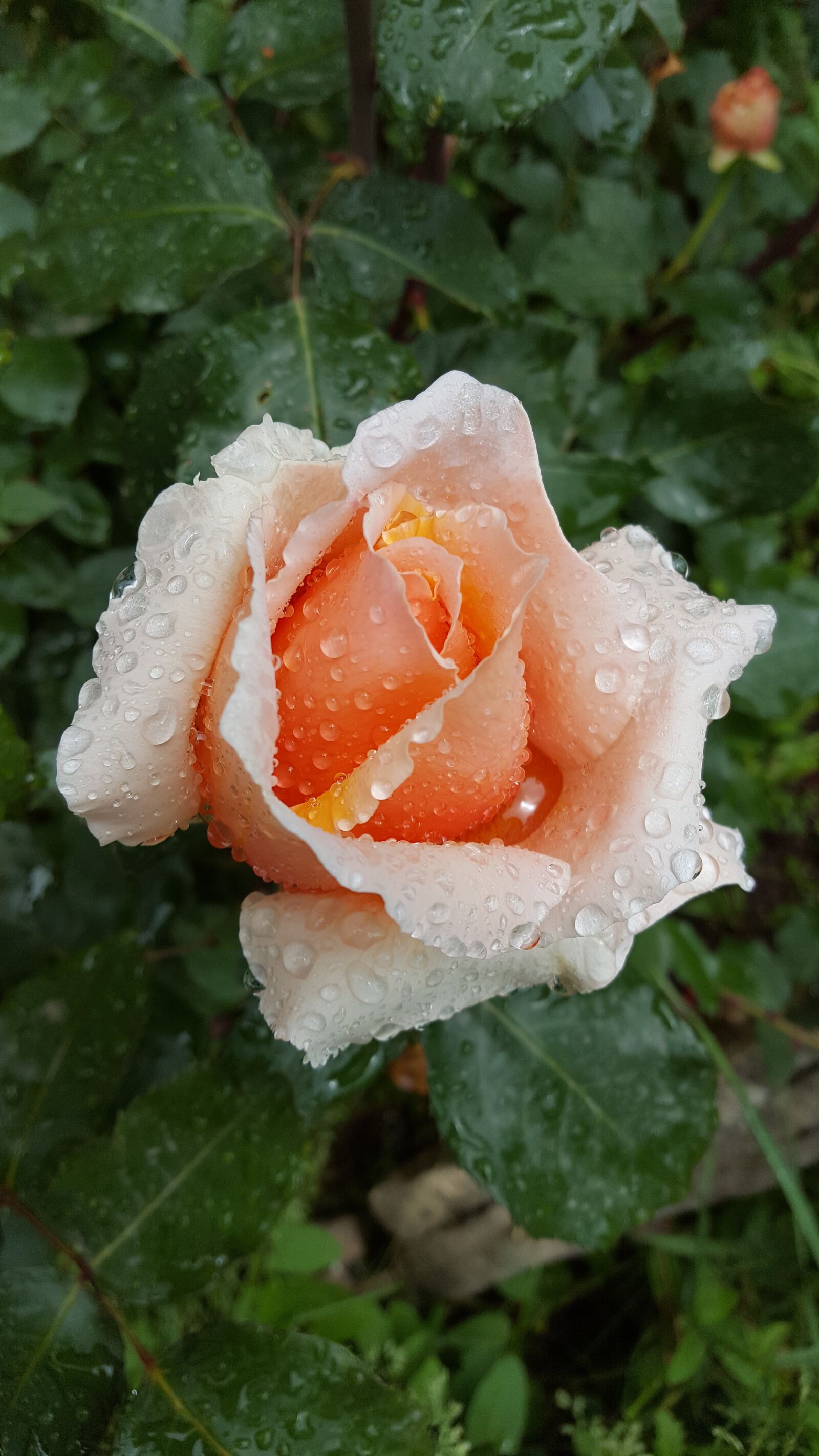 Samsung Galaxy S6 sample photo. Rose, rain, drop photography