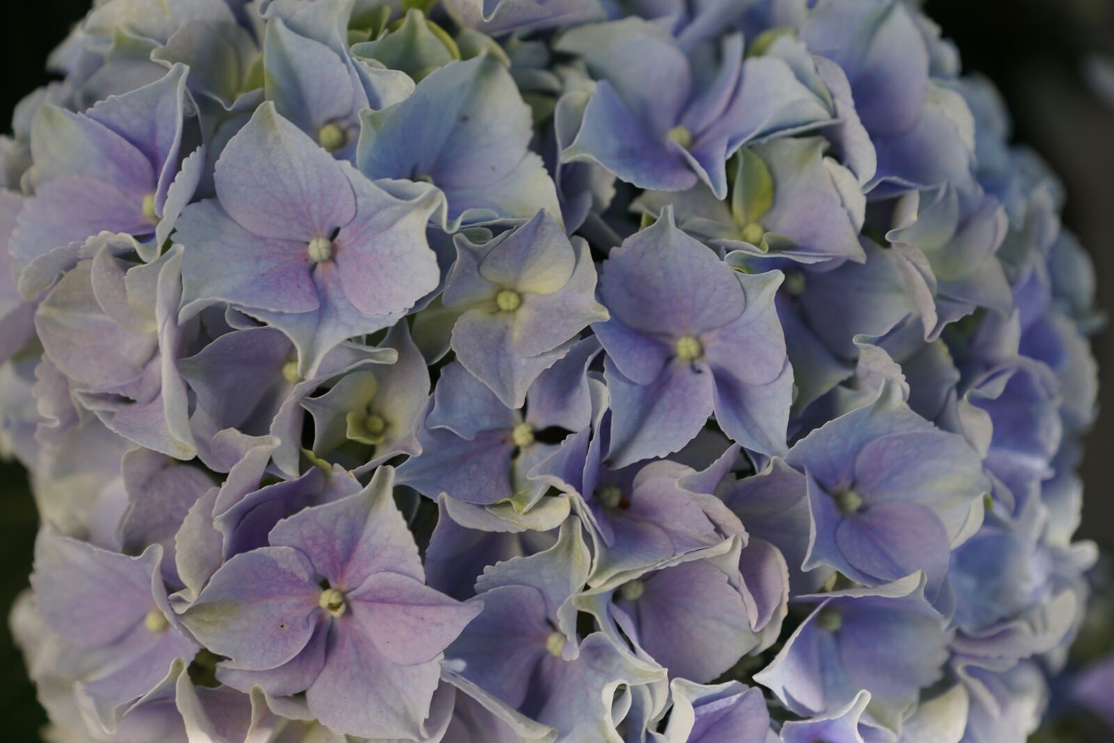 Sony DT 16-50mm F2.8 SSM sample photo. Flower, purple, hydrangea photography