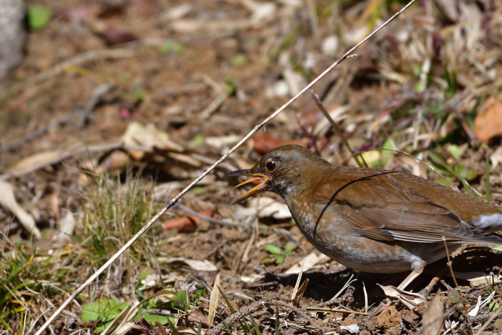 Nikon D500 sample photo. Natural, wild animals, bird photography