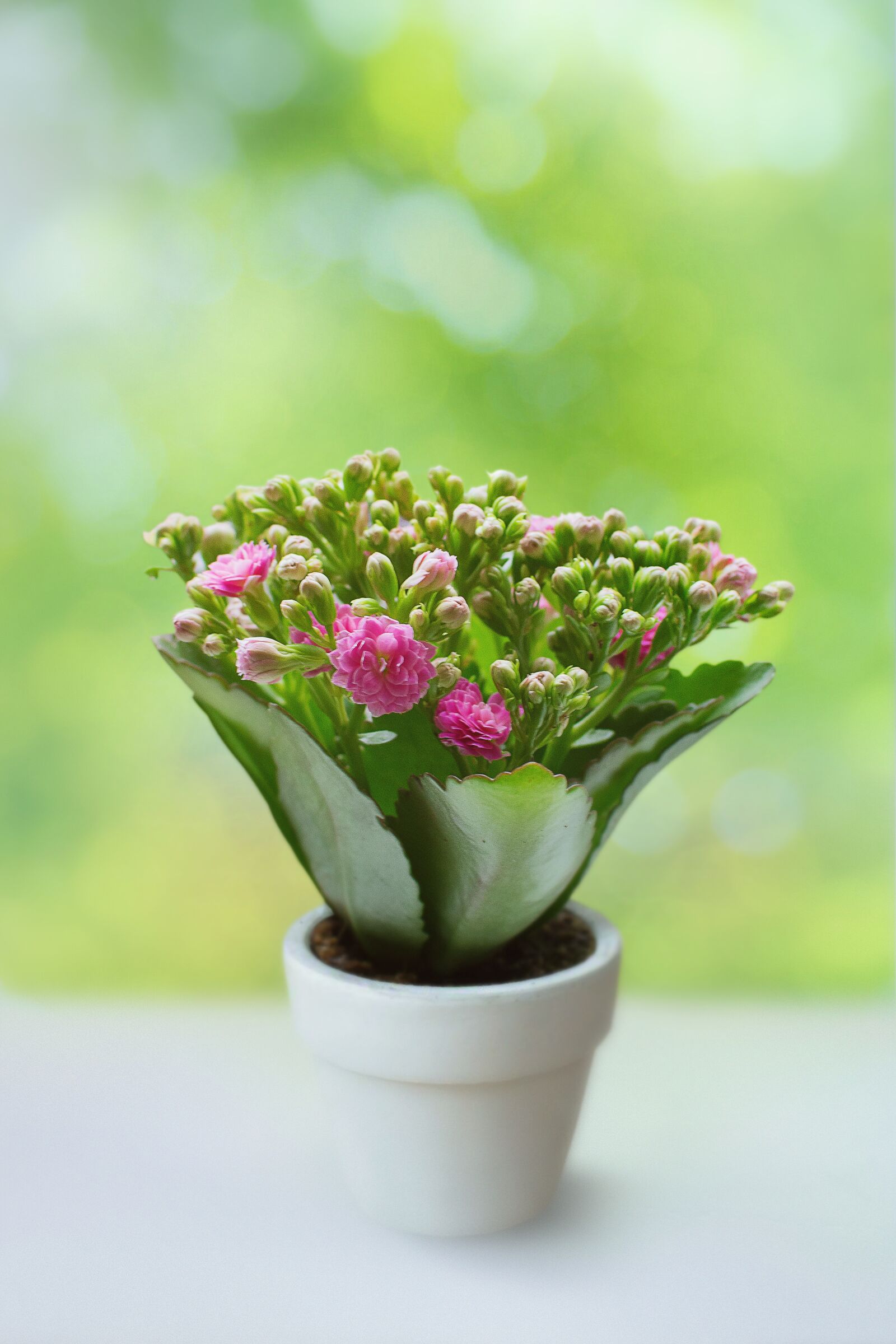 Nikon D7100 sample photo. Spring, summer, plant photography