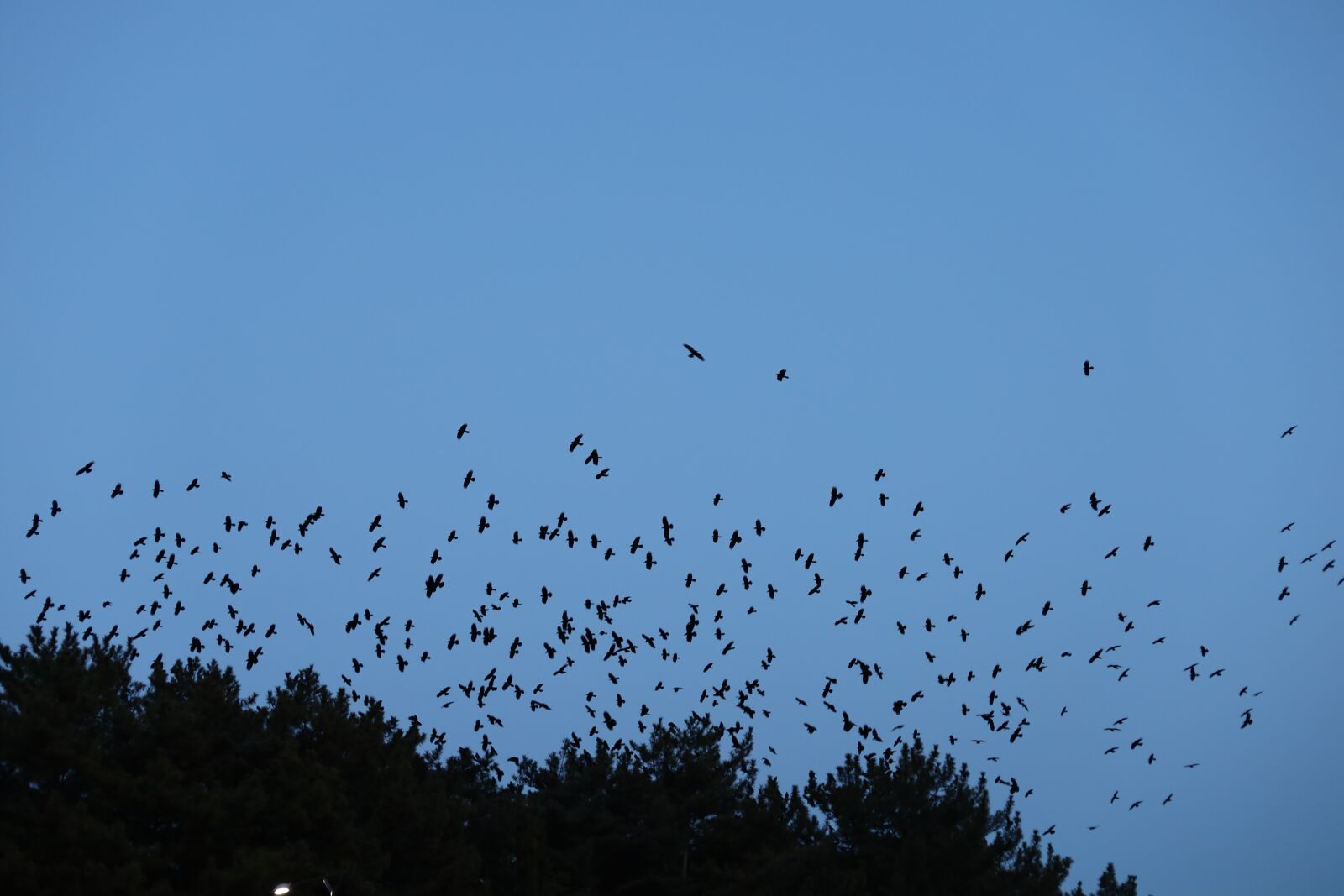 Canon EOS RP + Canon EF 50mm F1.8 STM sample photo. Crows, flock of crows photography