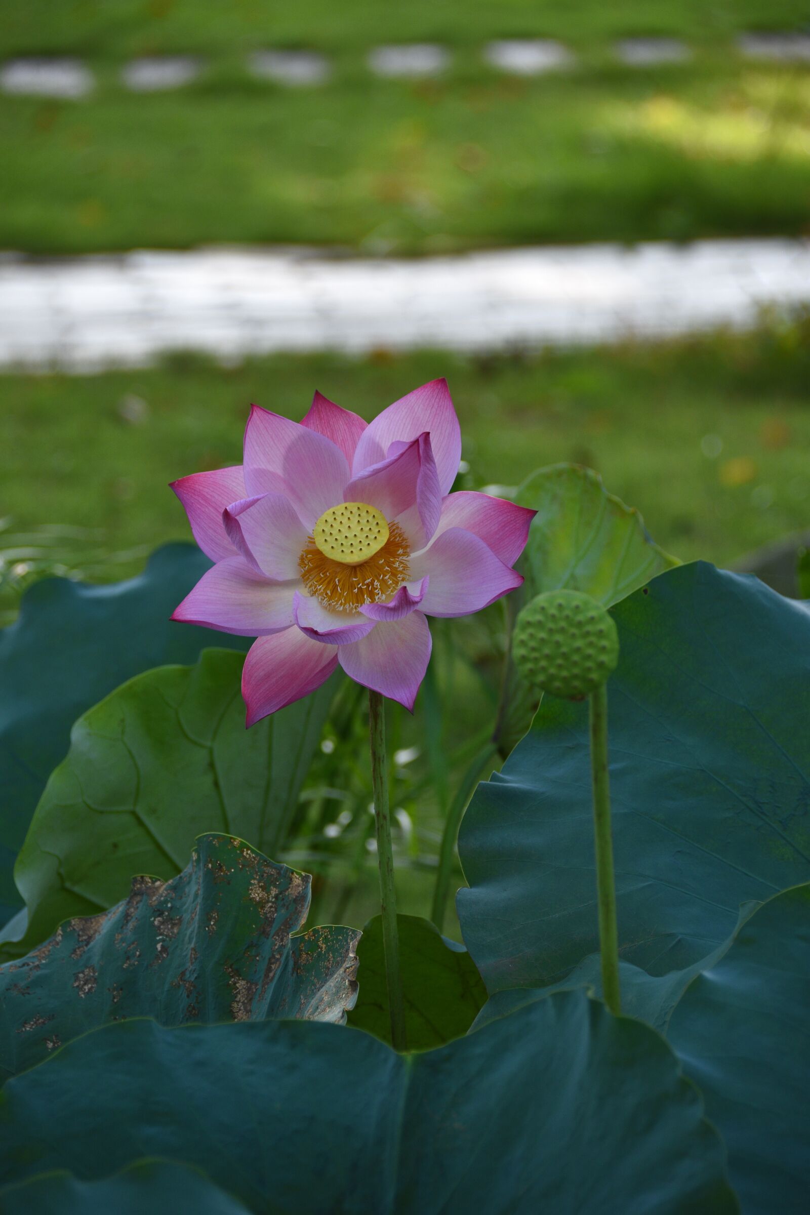 Nikon D7200 sample photo. Lotus, pink, bloom photography