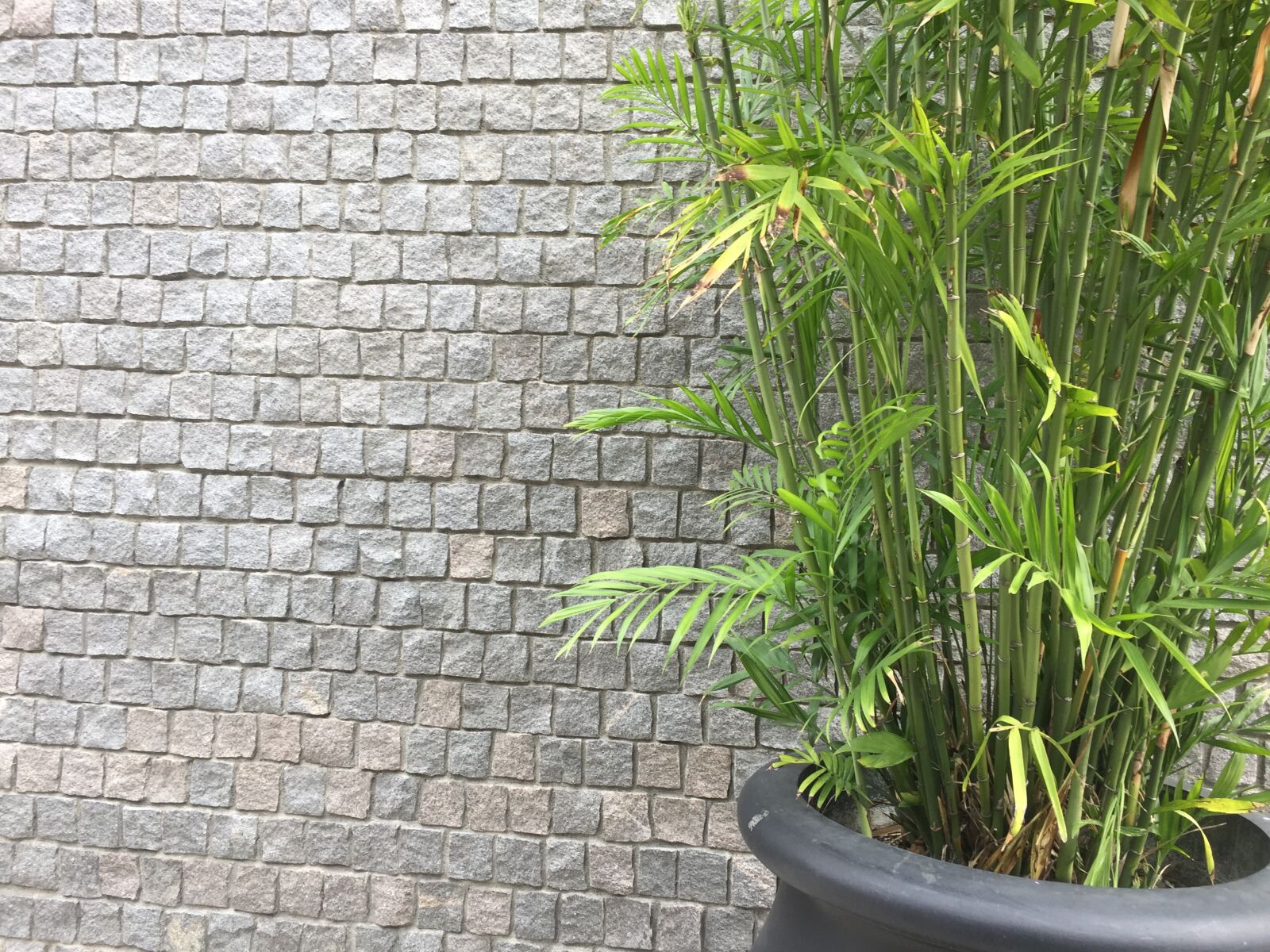 iPhone 6 back camera 4.15mm f/2.2 sample photo. Wall with plant, backgrounders photography