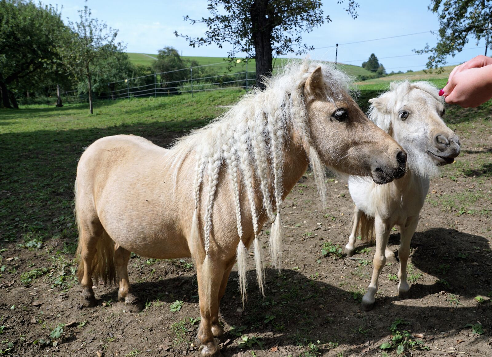 Sony ILCA-77M2 + Sony DT 16-50mm F2.8 SSM sample photo. Animals, sweet, braids photography