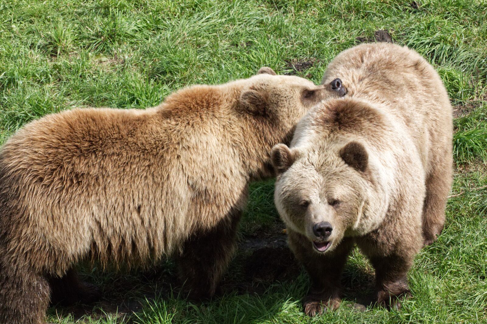 Canon EOS 1300D (EOS Rebel T6 / EOS Kiss X80) sample photo. Bear, brown bear, animal photography
