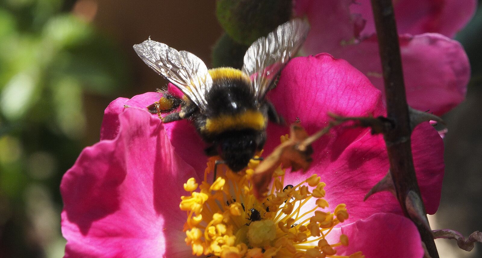 OLYMPUS M.12-50mm F3.5-6.3 sample photo. Bourdon, flowers, bee photography