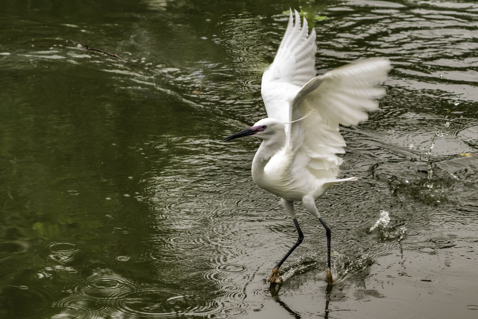 Nikon D5500 sample photo. Bird, water, wildlife photography